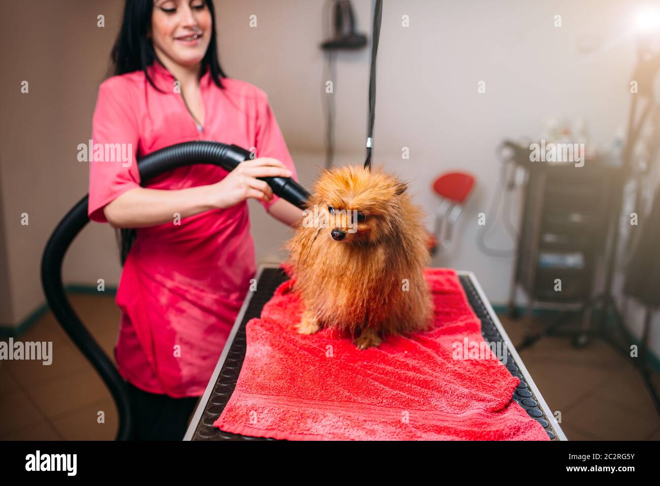 Female pet groomer dry dog fur with a hair dryer, puppy washing in