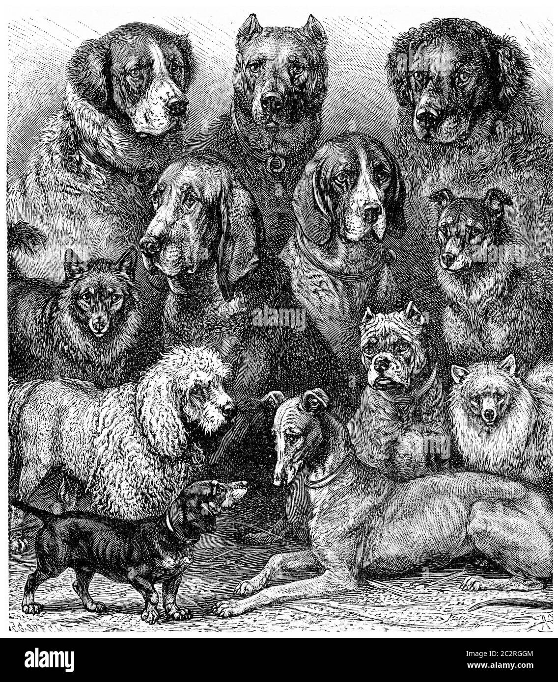 Various dogs, vintage engraved illustration. La Vie dans la nature, 1890. Stock Photo
