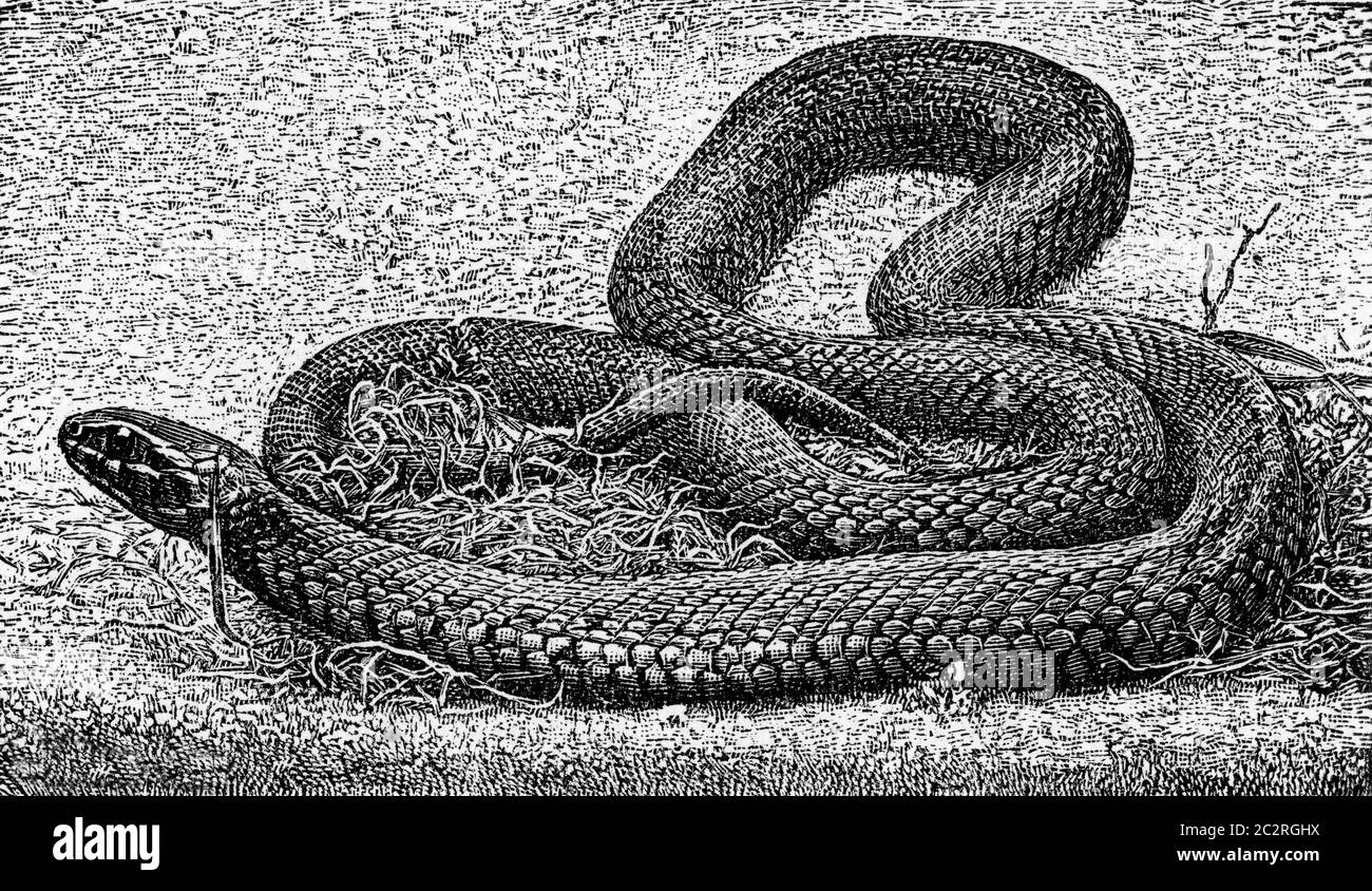 The grass snake, vintage engraved illustration. From Deutch Vogel Teaching in Zoology. Stock Photo