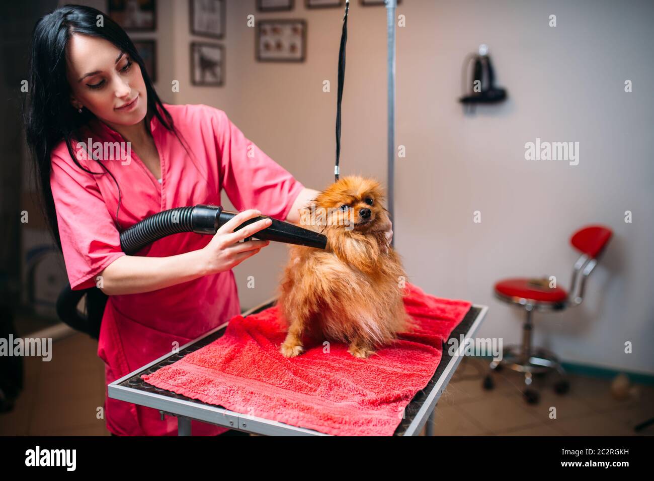Female pet groomer dry dog fur with a hair dryer, puppy washing in grooming salon. Professional groom and hairstyle for domestic animals Stock Photo - Alamy Female pet groomer dry dog fur with a hair dryer, puppy washing in grooming salon. Professional groom and hairstyle for domestic animals Stock Photo - Alamy