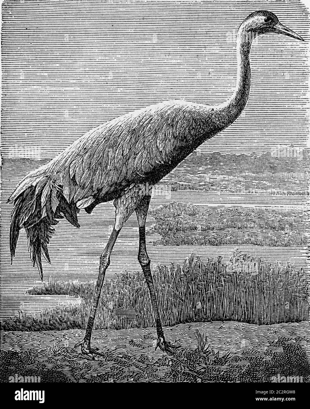The crane, vintage engraved illustration. From Deutch Vogel Teaching in Zoology. Stock Photo