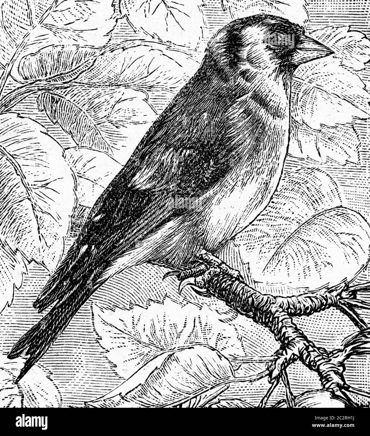 The goldfinch, vintage engraved illustration. From Deutch Vogel Teaching in Zoology. Stock Photo
