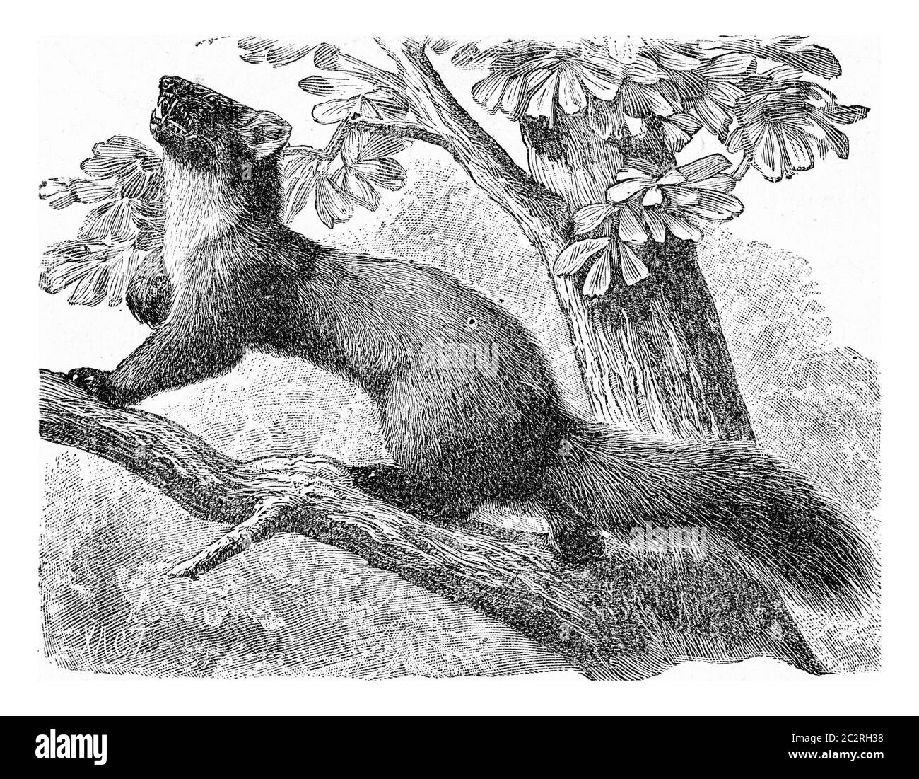 フィリップ・マーティン　リトグラフ フィリップ・マーティン リトグラフ MARC'S CAMERAS｜フィリップ