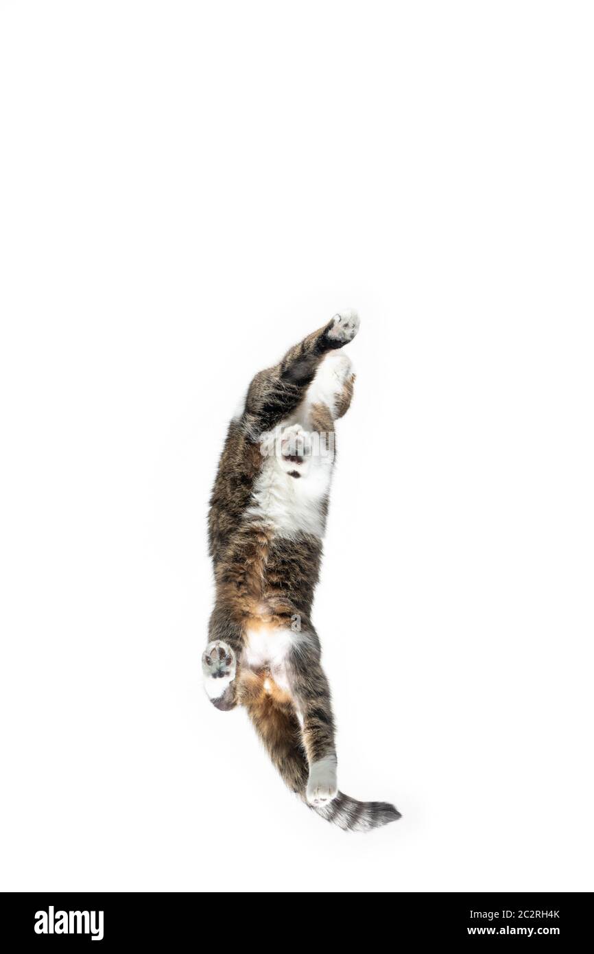 bottom up view of tabby british shorthair cat walking on window glass isolated on white background Stock Photo