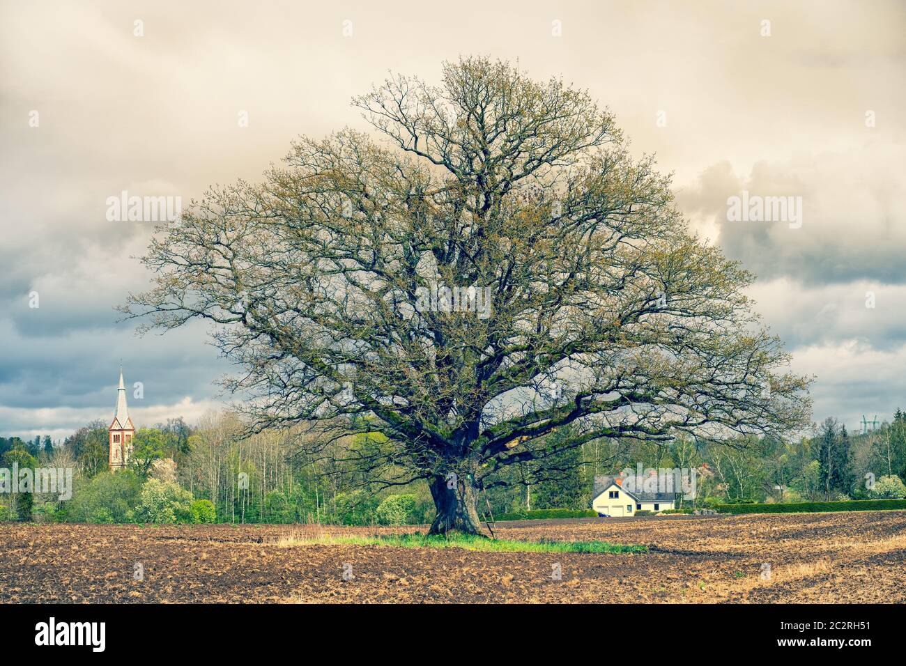 A mighty old oak tree without leaves stands in a plowed field in spring. Against the background of green forest and rural houses. Latvia Stock Photo