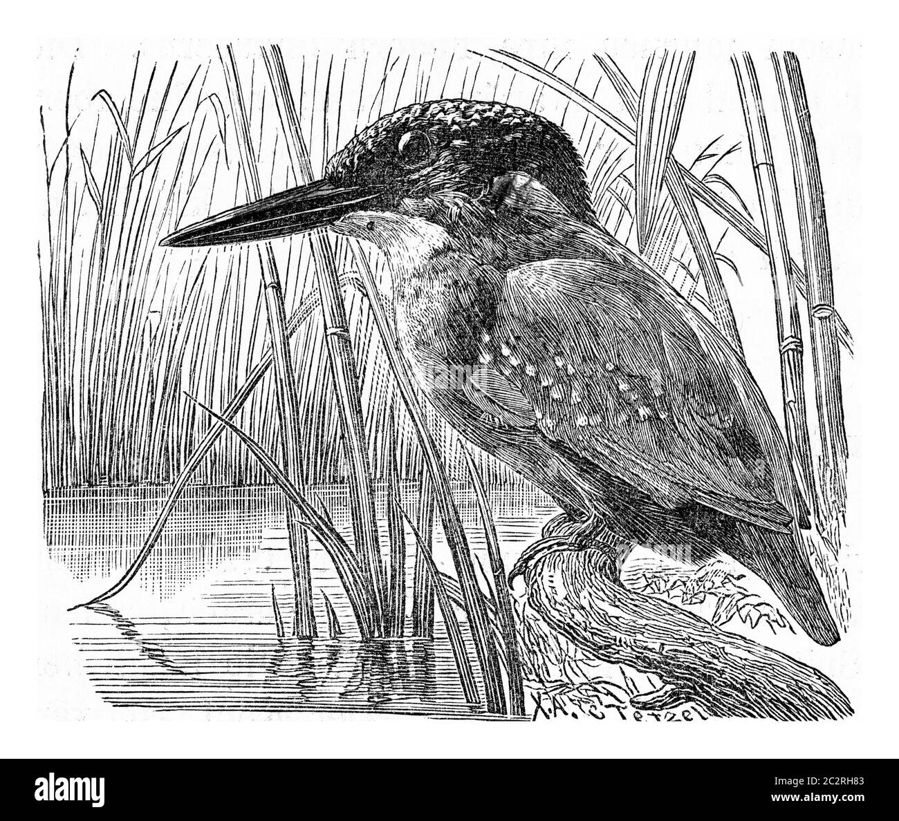 The kingfisher, vintage engraved illustration. From Deutch Vogel Teaching in Zoology. Stock Photo