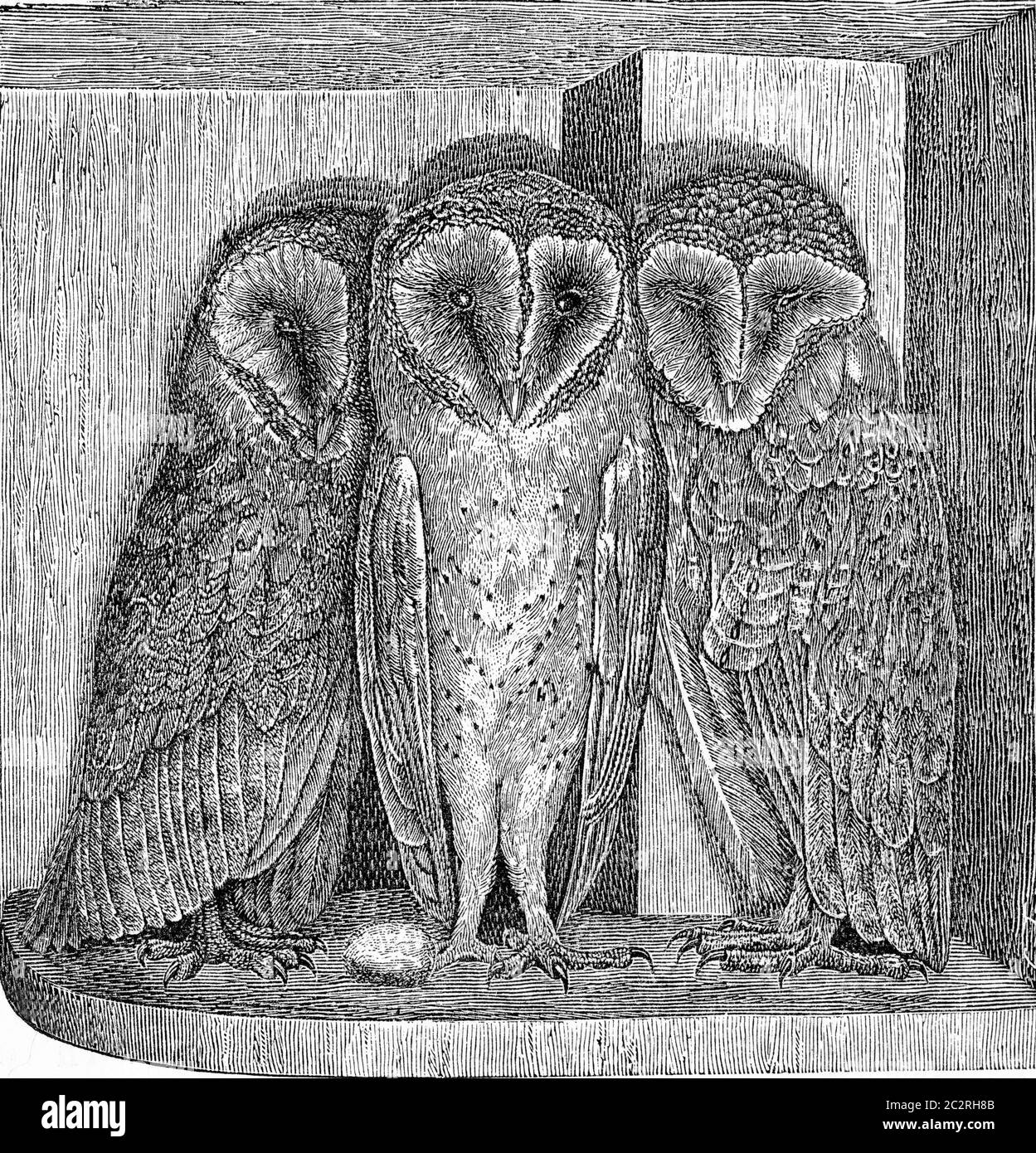 The barn owl, Strix flammea, vintage engraved illustration. From Deutch  Vogel Teaching in Zoology Stock Photo - Alamy, image size:1249x1390