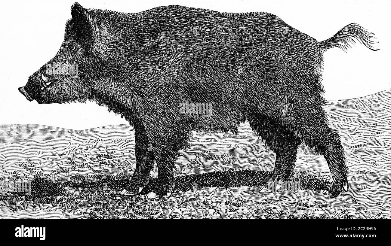 The boar, Sus scrofa, vintage engraved illustration. From Deutch Vogel Teaching in Zoology. Stock Photo