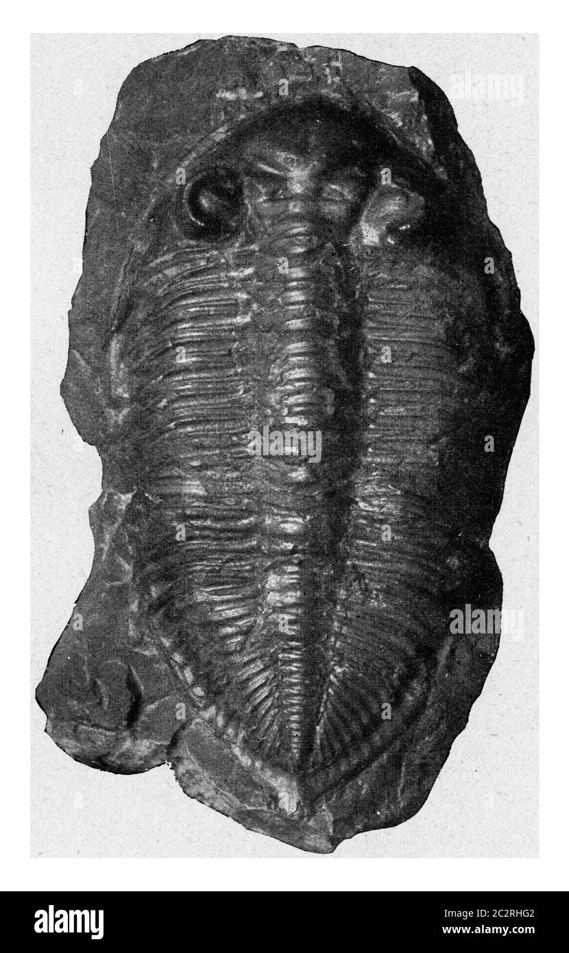 Dalmania, trilobite of the Lower Devonian of Bohemia, vintage engraved illustration. From the Universe and Humanity, 1910. Stock Photo