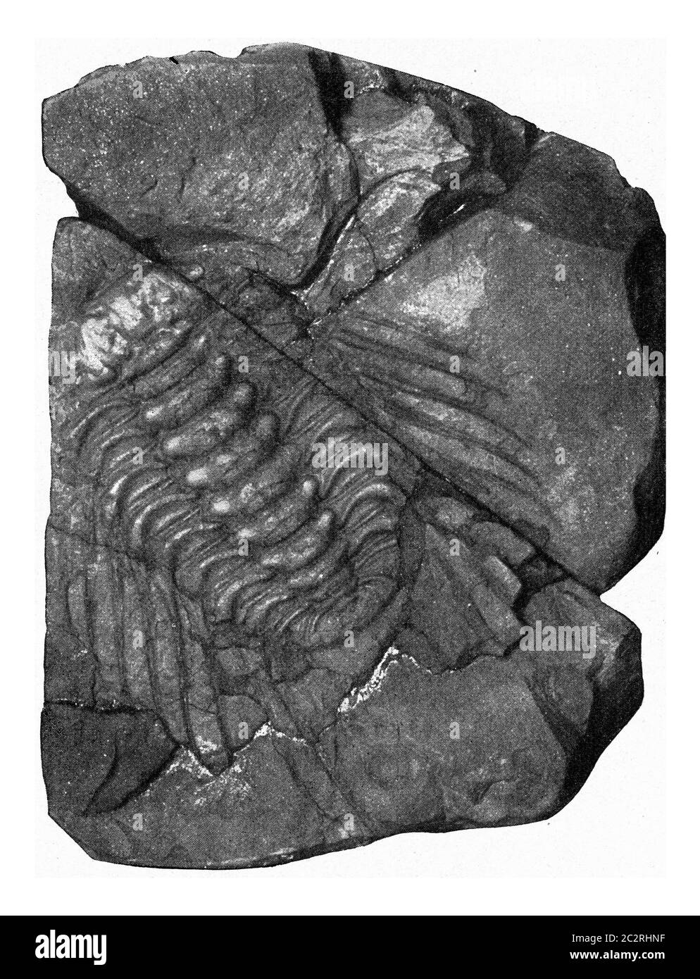 Acidaspis, trilobite of the Lower Silurian of Bohemia, vintage engraved illustration. From the Universe and Humanity, 1910. Stock Photo