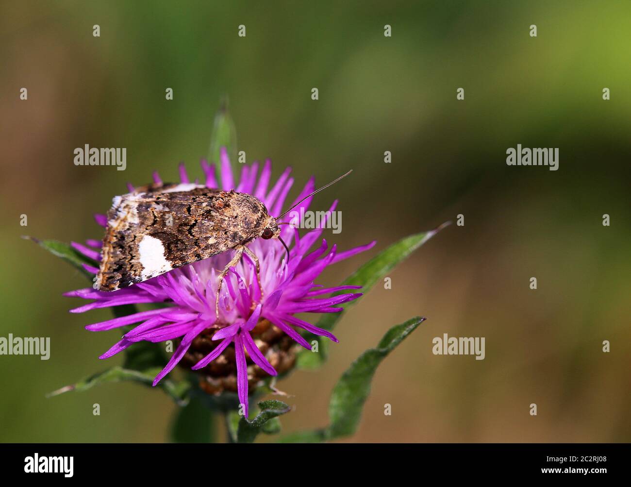 Field winch-mourning owl Tyta luctuosa as macro-recording Stock Photo