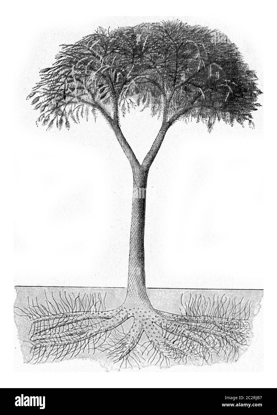 Lepidodendron with cone-shaped flowers at the ends of branches, vintage engraved illustration. From the Universe and Humanity, 1910. Stock Photo