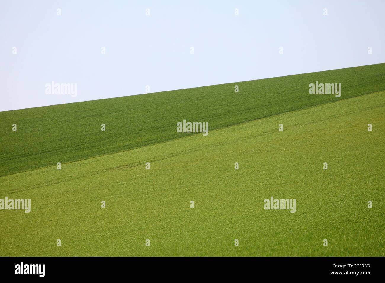 Arable farmland in Spring with young green cereal crops growing. Stock Photo