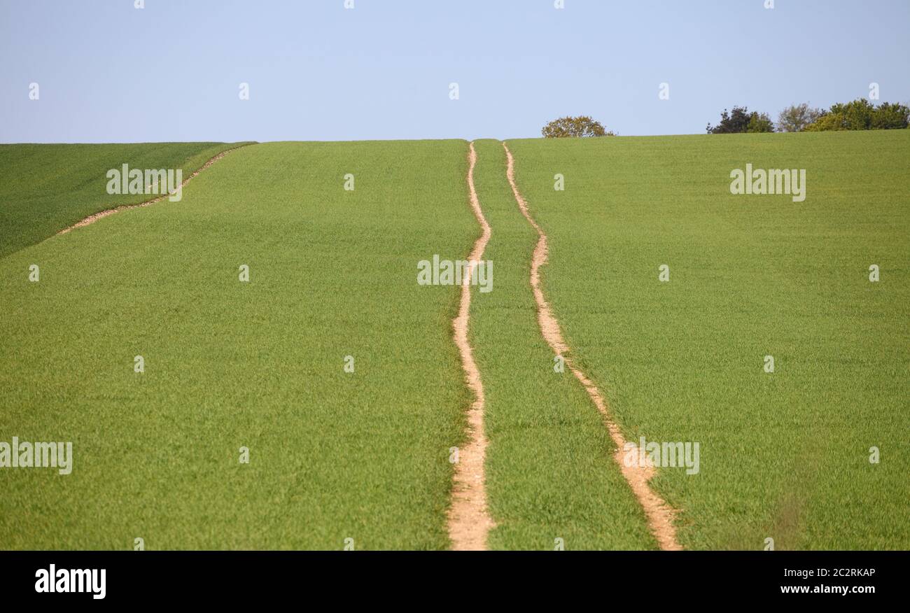 Tractor tracks crossing arable land with green crops in Spring. Stock Photo