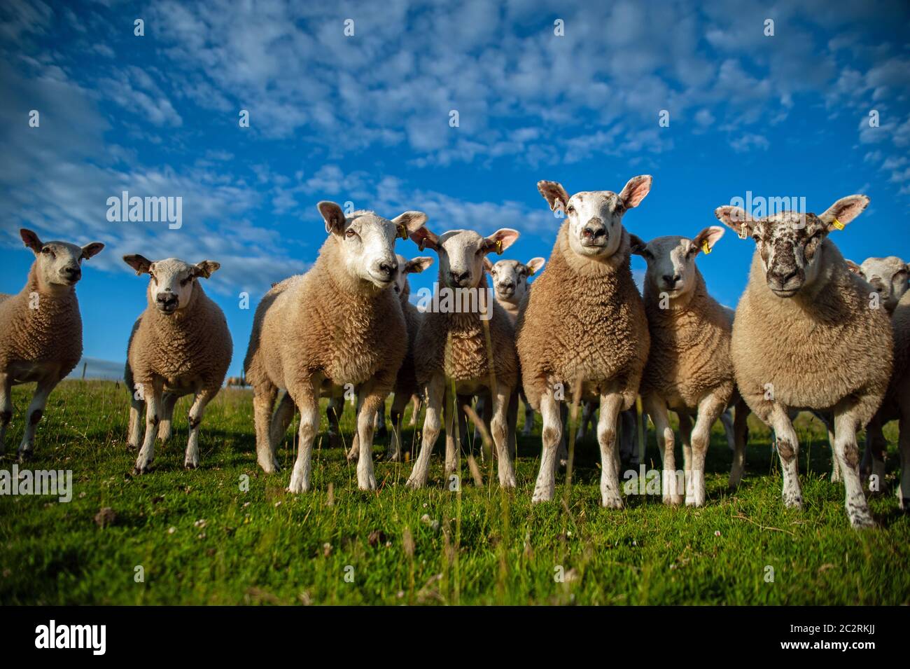 Prime Texel sired lambs in the summer sunshine. Stock Photo