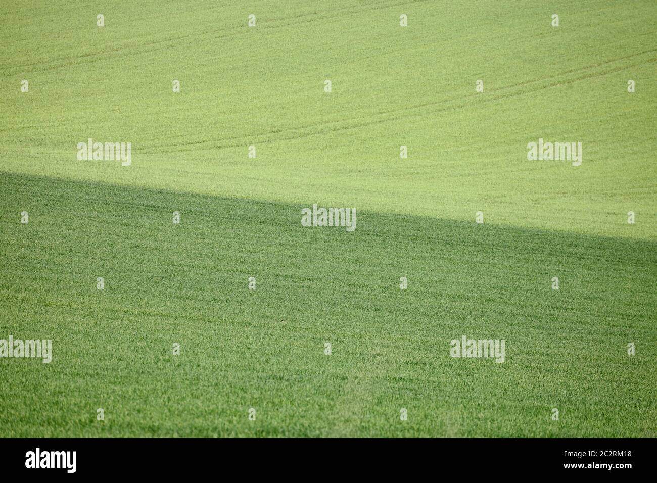 Arable farmland in Spring with young green cereal crops growing. Stock Photo