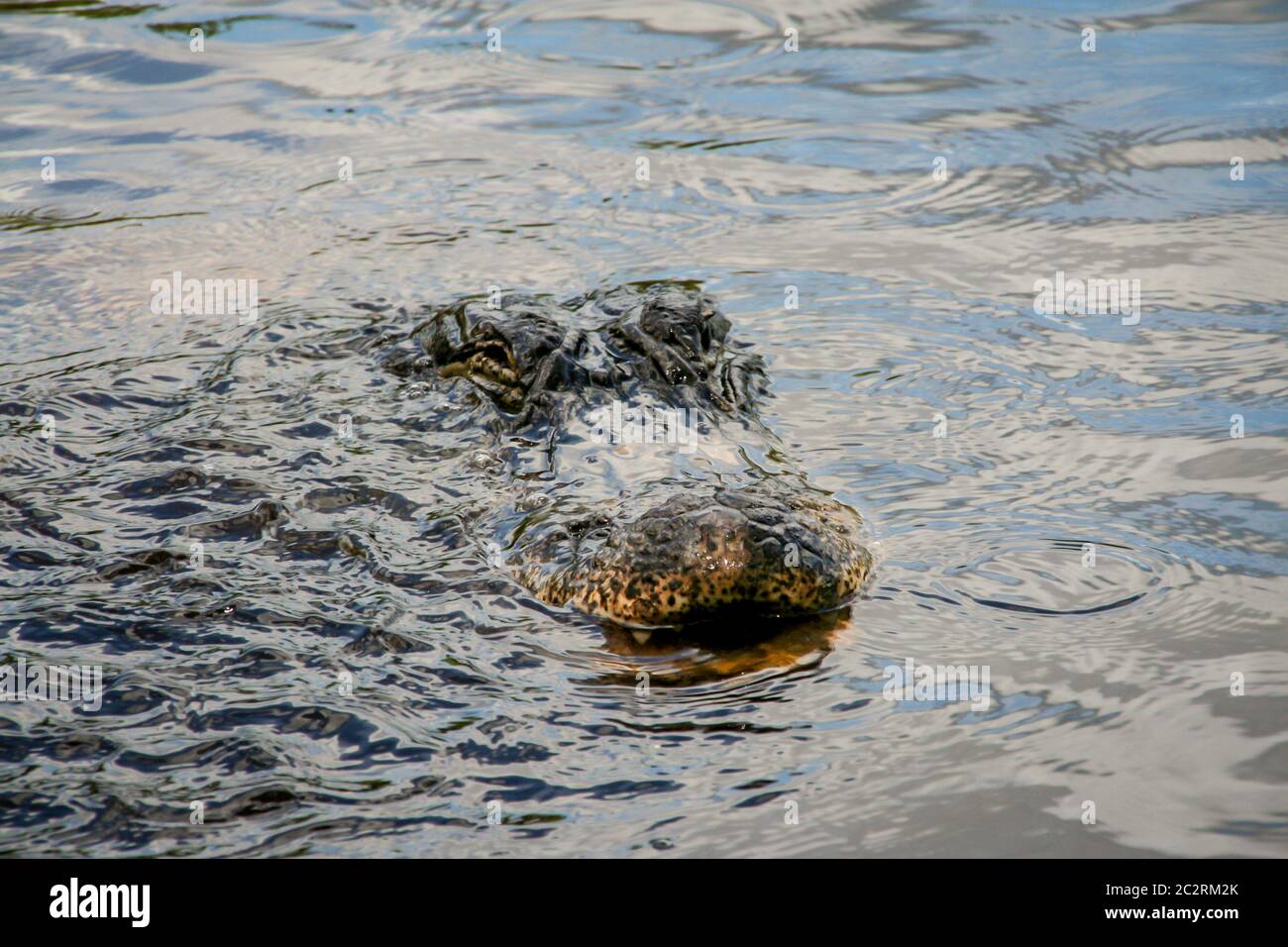 The head of an aligator in Florida's Everglades looks out of the water Stock Photo