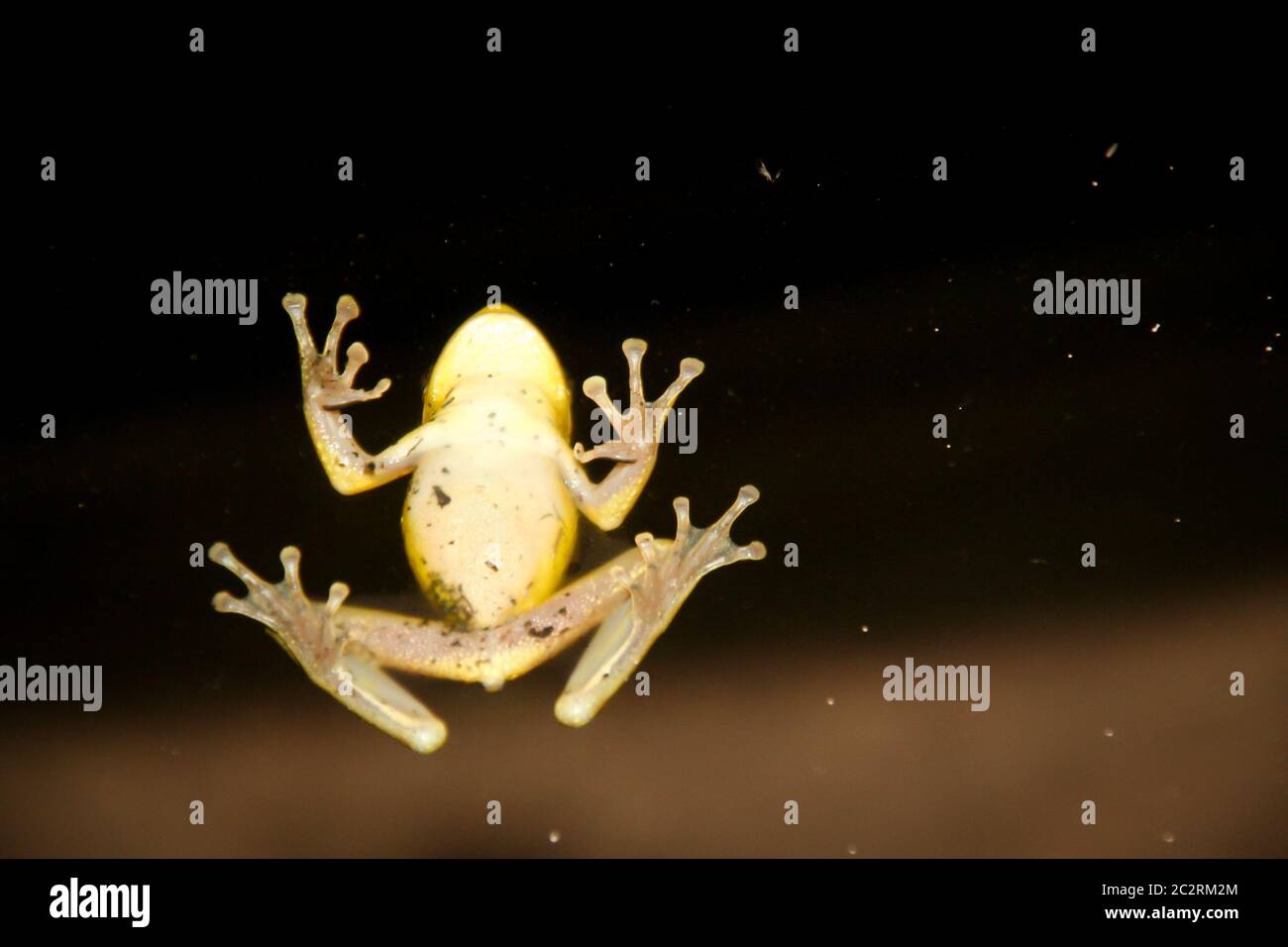 View of a cuban tree frog on a glass pane Stock Photo