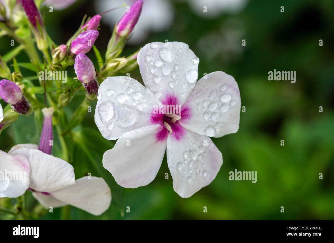 Phlox paniculata 'White Eyes' an herbaceous springtime summer flower plant Stock Photo