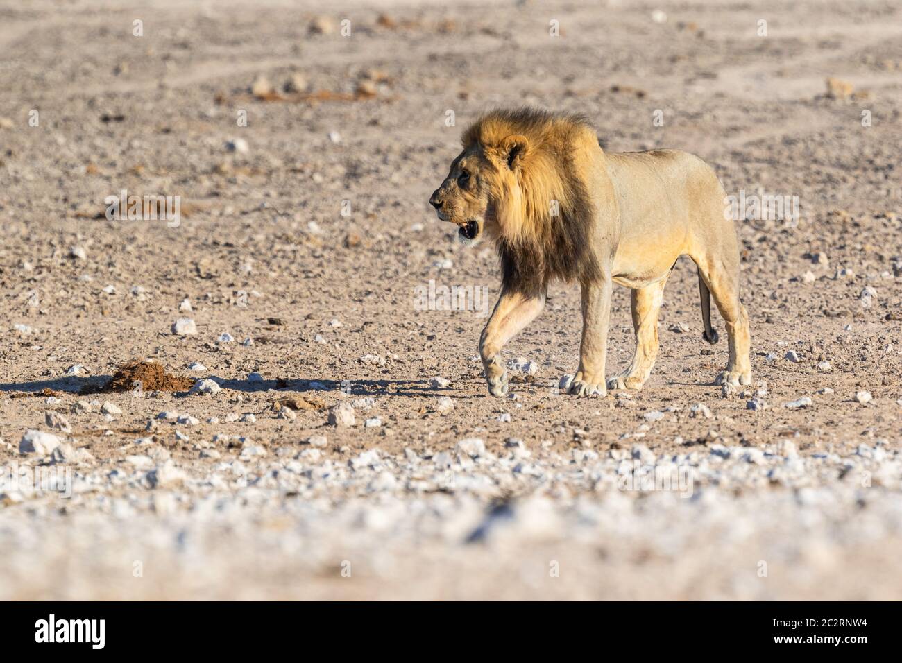 Lion (Panthera leo) in Namibia Stock Photo