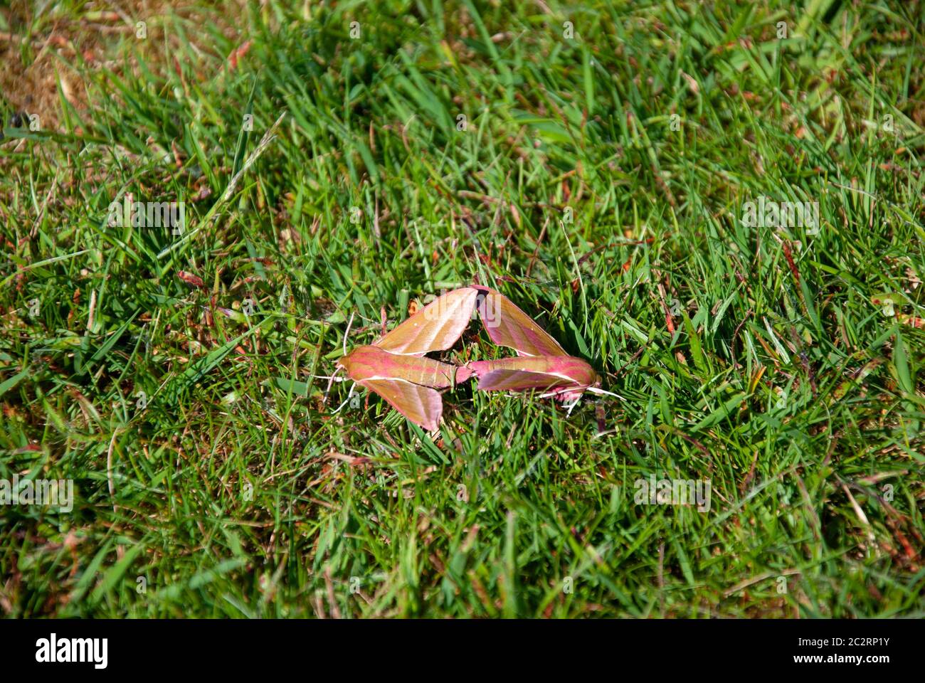 Two Elephant Hawk-Moths Mating on the Grass close up landscape view of a pair couple duo pink green colour elephant hawk moths family Sphingidae deile Stock Photo