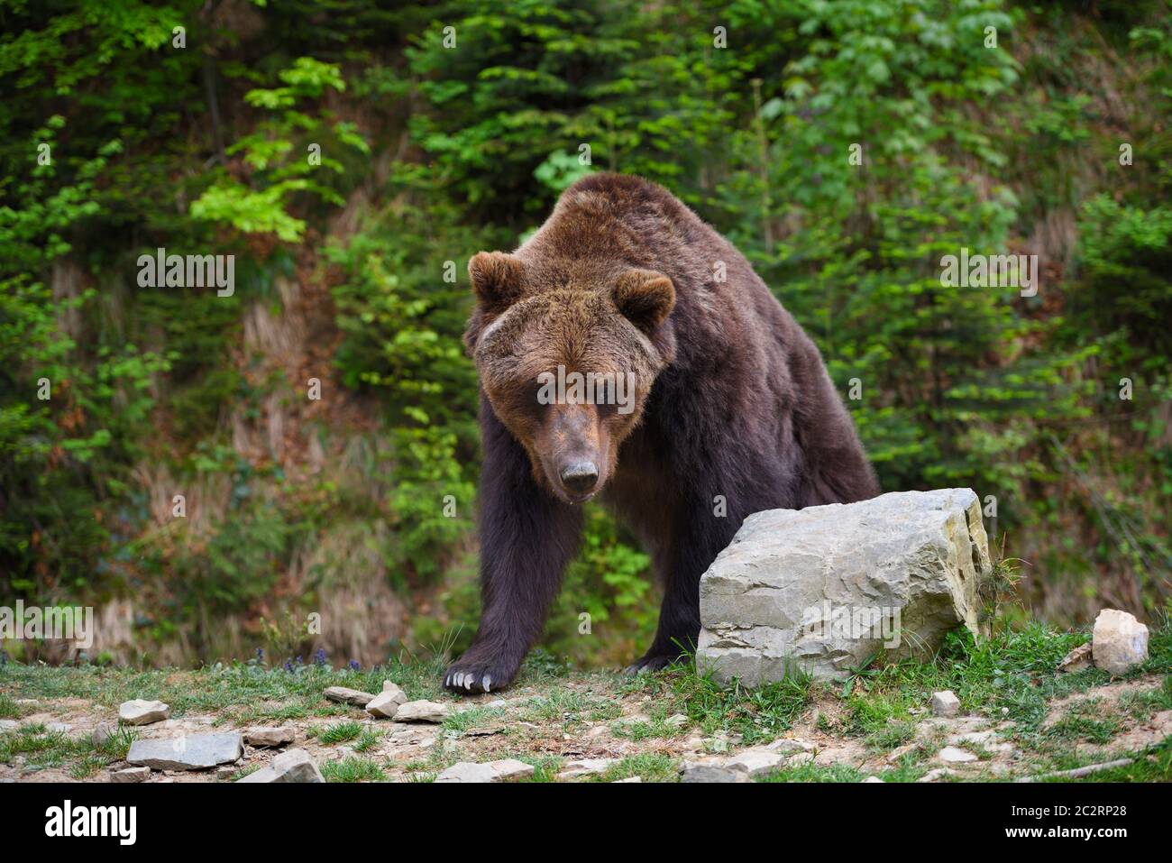 Young brown bear on the edge of the forest Stock Photo - Alamy