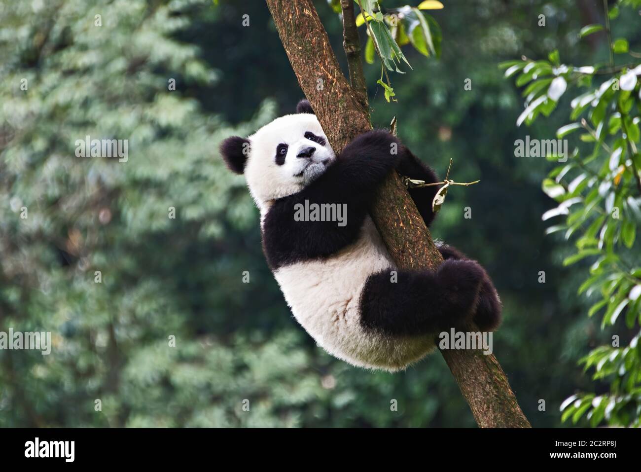 A cropped portrait of a Giant Panda hugging a tree and facing the camera to  pose at the Chengdu breeding centre, Chengdu, China Stock Photo - Alamy