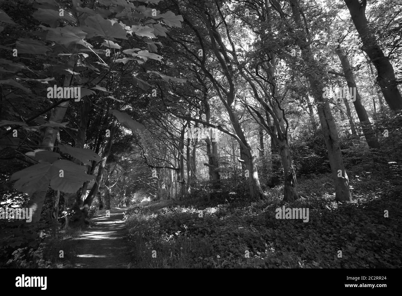 Woods black and white hi-res stock photography and images - Alamy