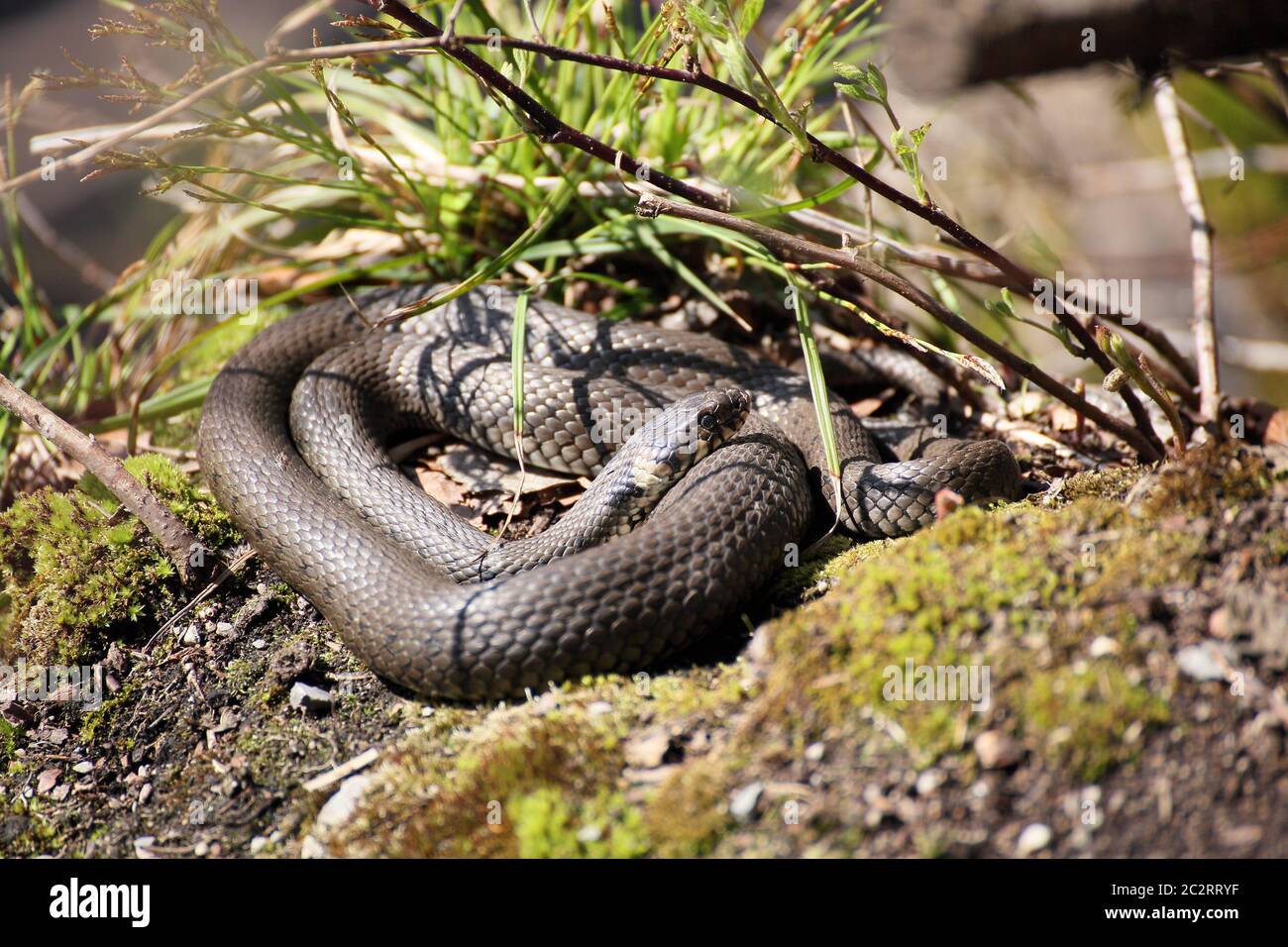 little grass- snake is laying on the beach Stock Photo