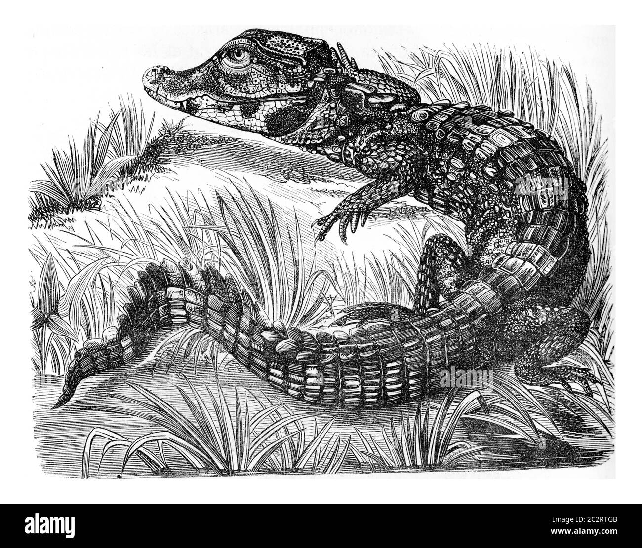 Caiman, vintage engraved illustration. Zoology Elements from Paul Gervais Stock Photo