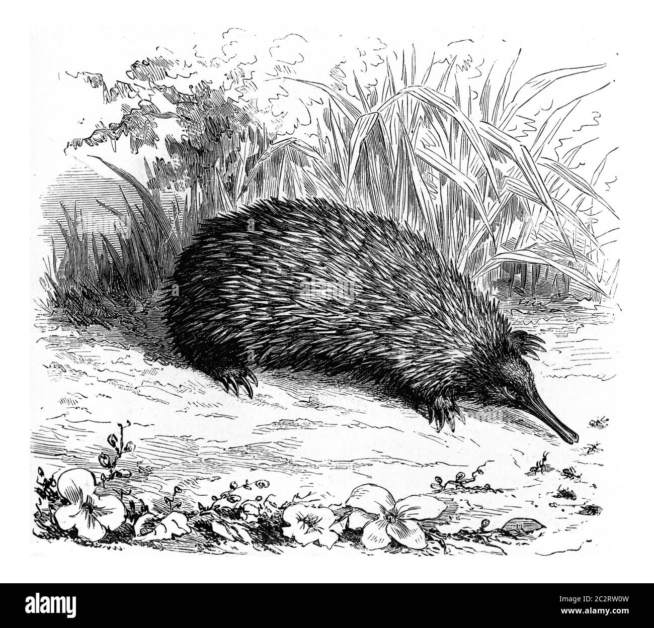 Echidna, vintage engraved illustration. From Zoology Elements from Paul Gervais. Stock Photo