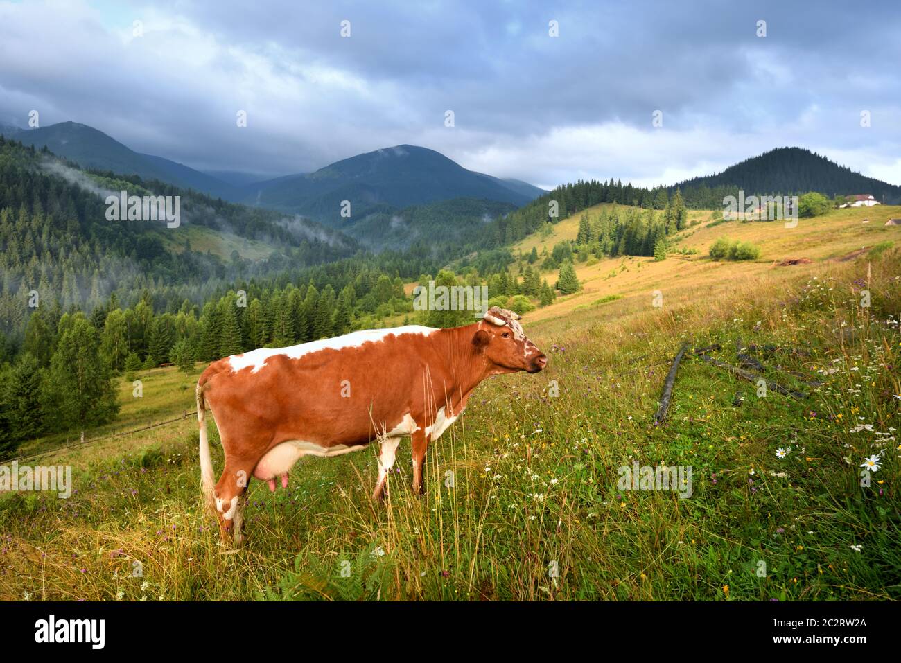 Brown cow with a white pattern on a mountain pasture. Foggy morning in ...