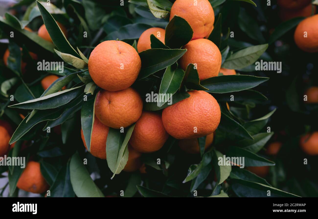 Healthy Orange Mandarins on very green tree Stock Photo Alamy