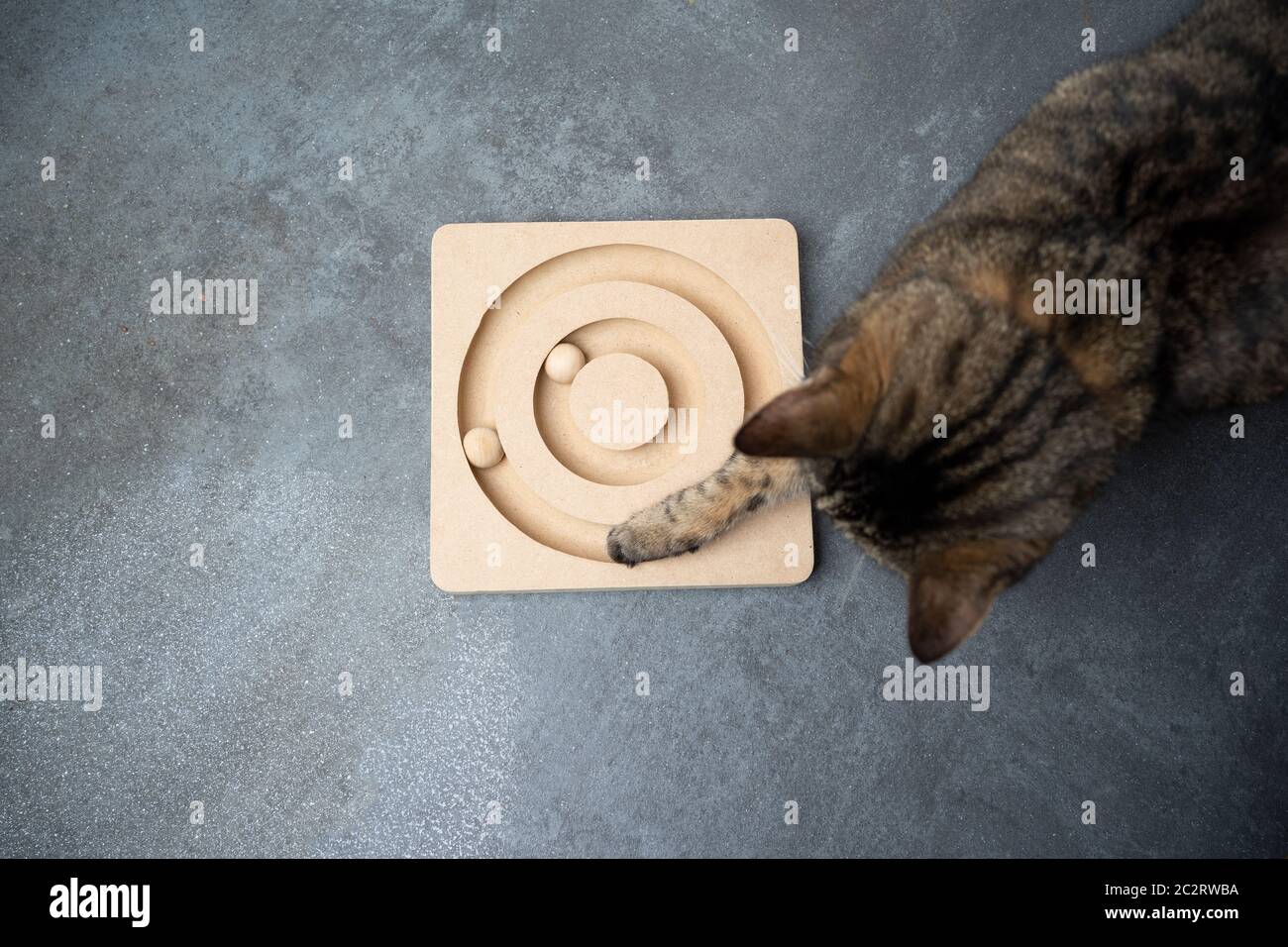 top view of a curious tabby cat playing with wooden cat's toy on the floor with copy space Stock Photo