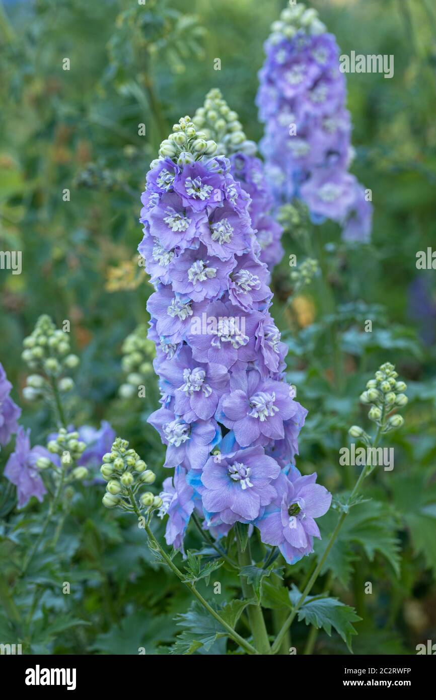 Close up of a beautiful pale blue Delphinium flowering in an English ...