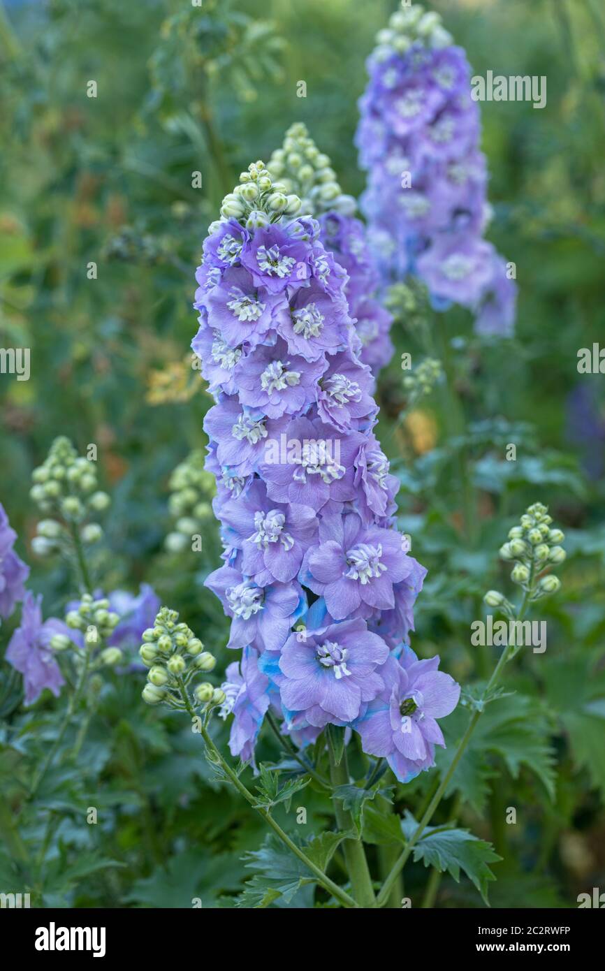 Close up of a beautiful pale blue Delphinium flowering in an English garden, England, UK Stock Photo