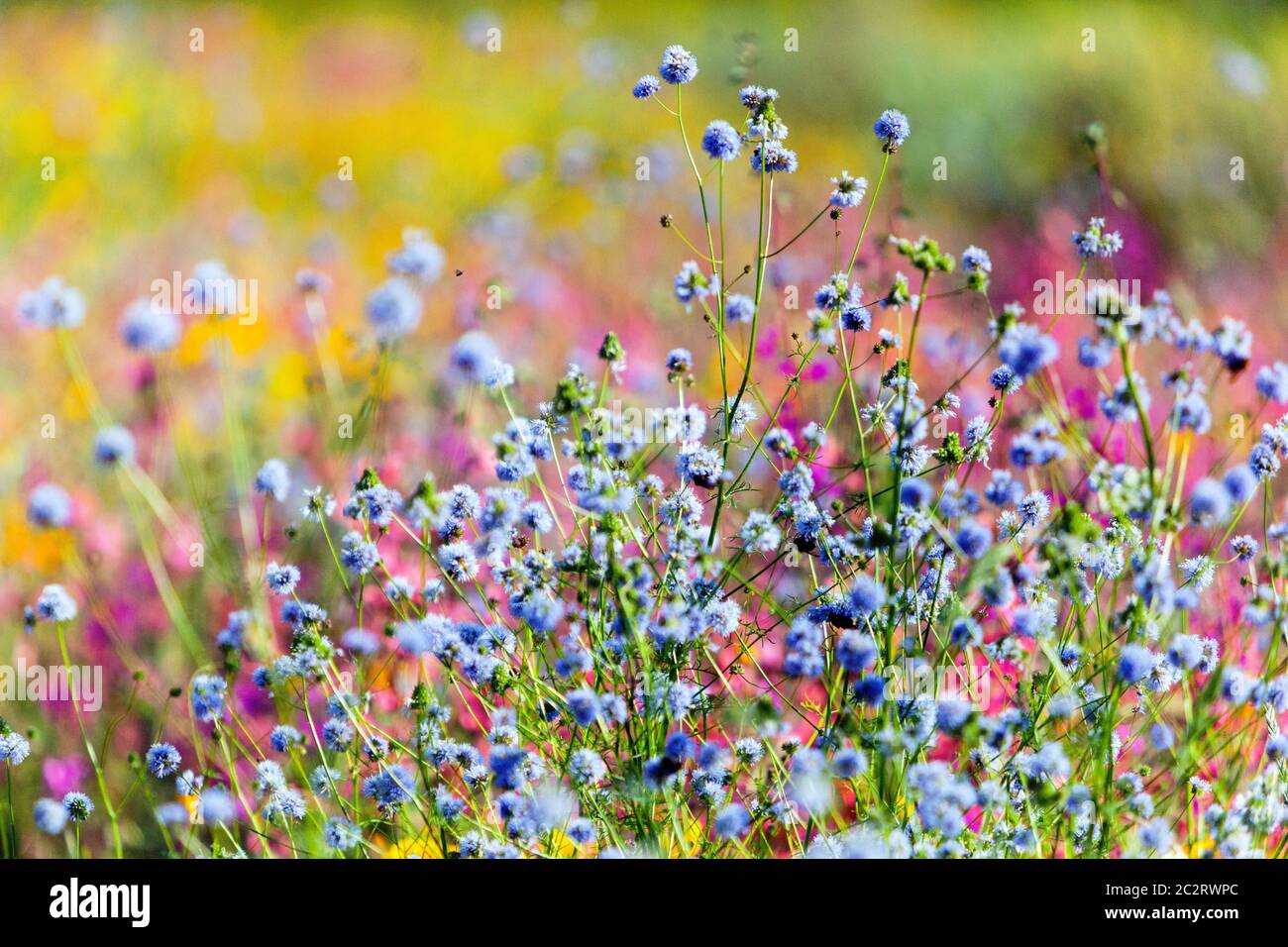 Colorful wild flowers garden meadow  in full bloom, Blue Fineflower gilia Stock Photo