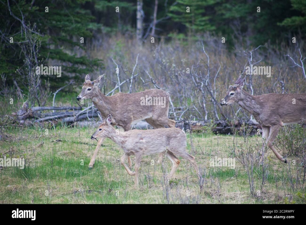 Deer walking near pine trees near Banff, Banff National Park, Alberta, Canada Stock Photo