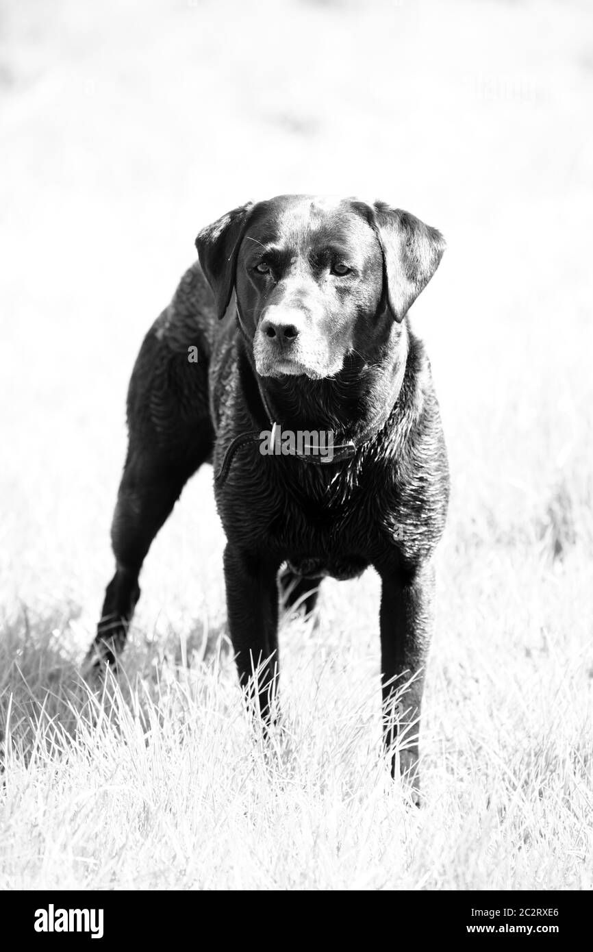 Labrador dog. Stock Photo