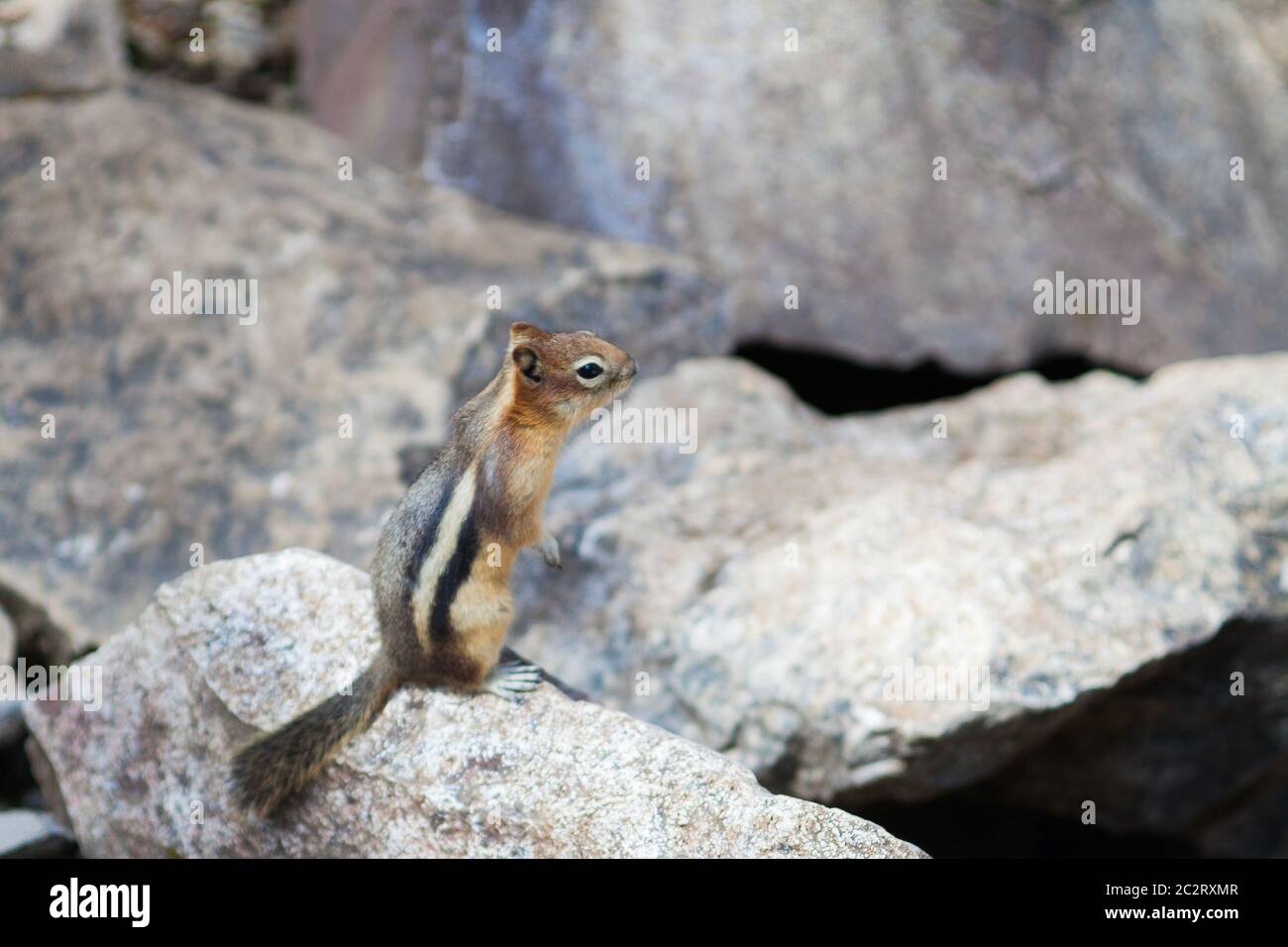 A little cute squirrel on rocks in Banff National Park, Alberta, Canada Stock Photo