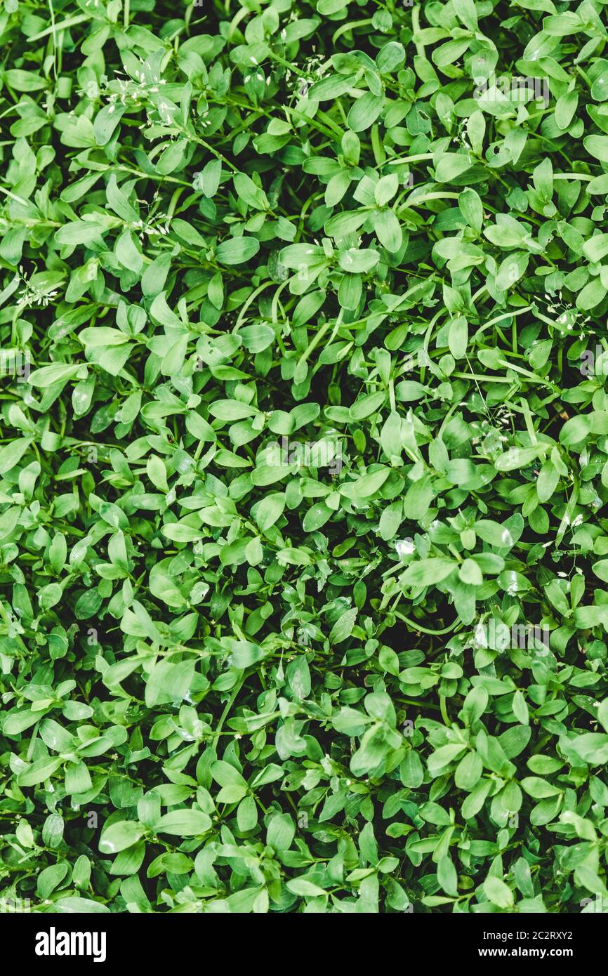 Texture background of green grass at sunny day Stock Photo