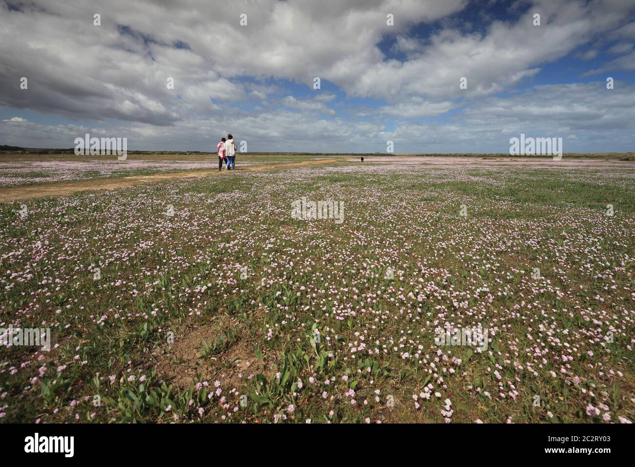 Mother, daughter and labrador crossing the a thrift covered marsh at Brancaster, Norfolk. Stock Photo