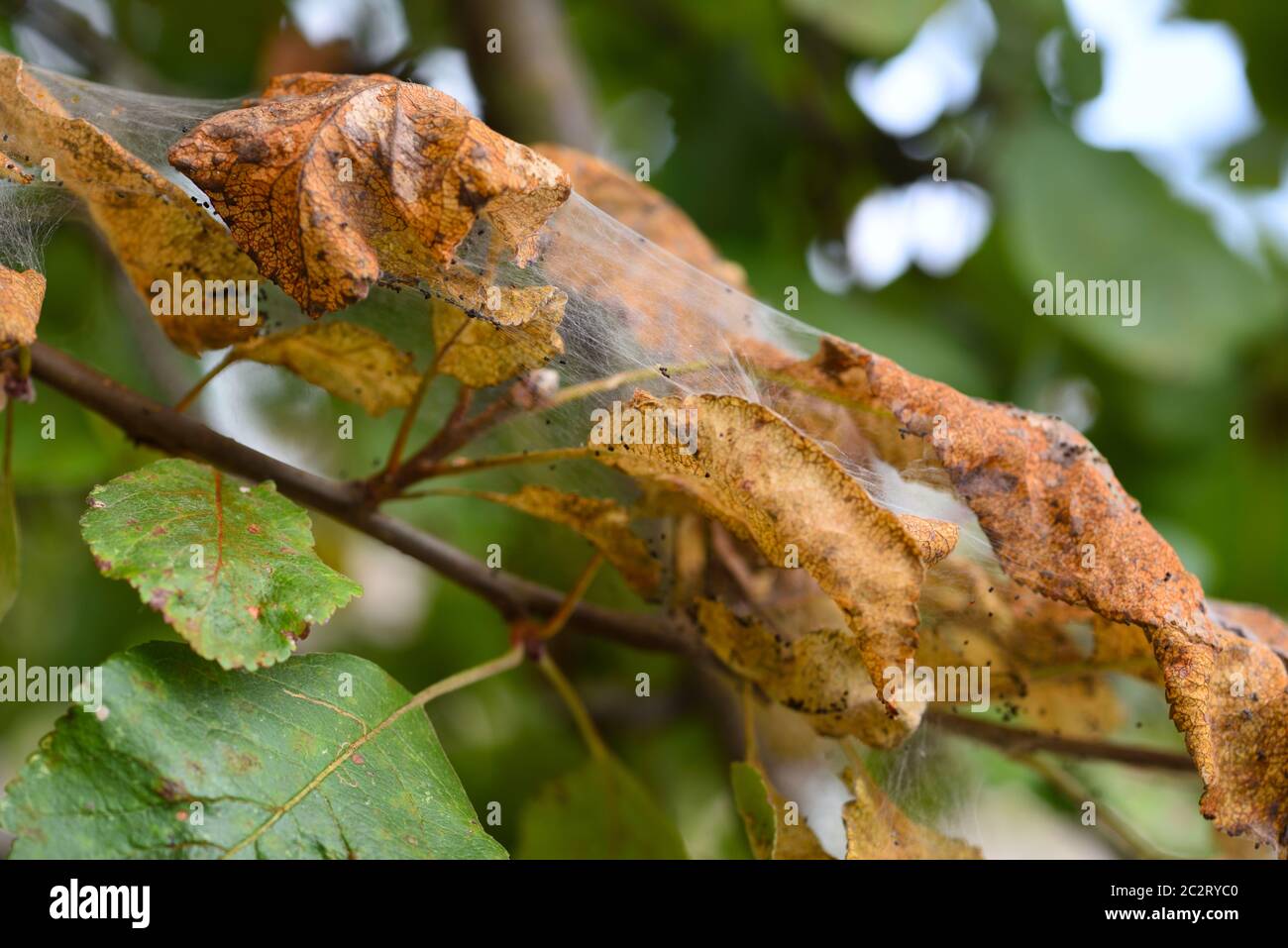 The branches of the aplle tree in the disease web. The leaves are affected by caterpillars Stock Photo