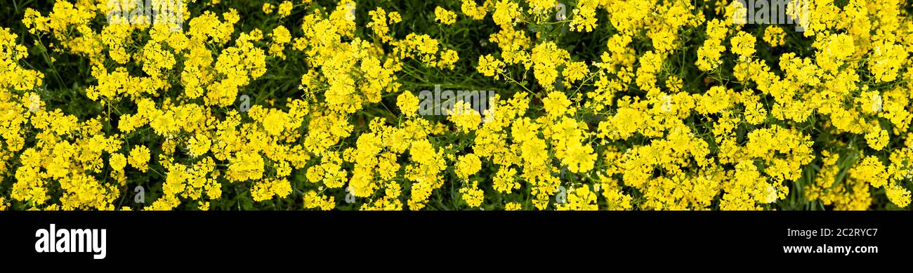 Summer countryside landscape. Alpine herbs, grass in foreground. Many yellow flowers. Sunny day in fresh air Stock Photo