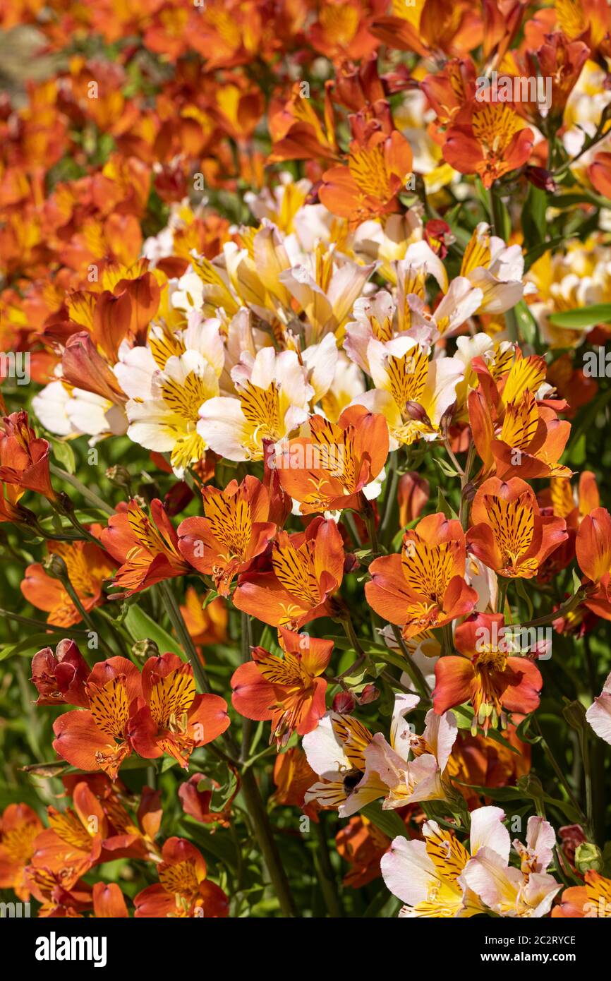 Vivid display of Alstroemeria flowering in an English garden, England, UK Stock Photo