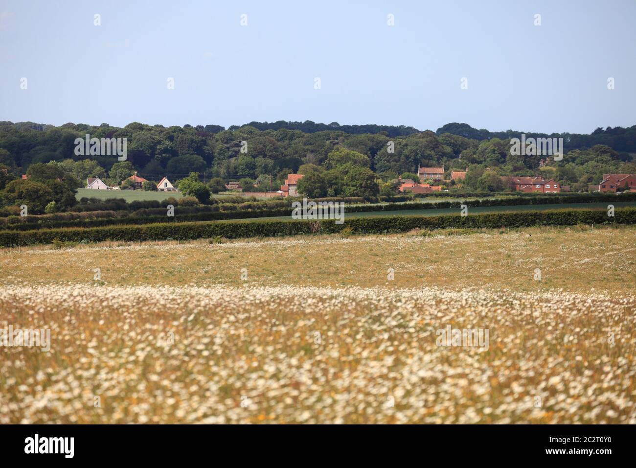 The village of Ringstead seen across a field of wild flowers. Stock Photo