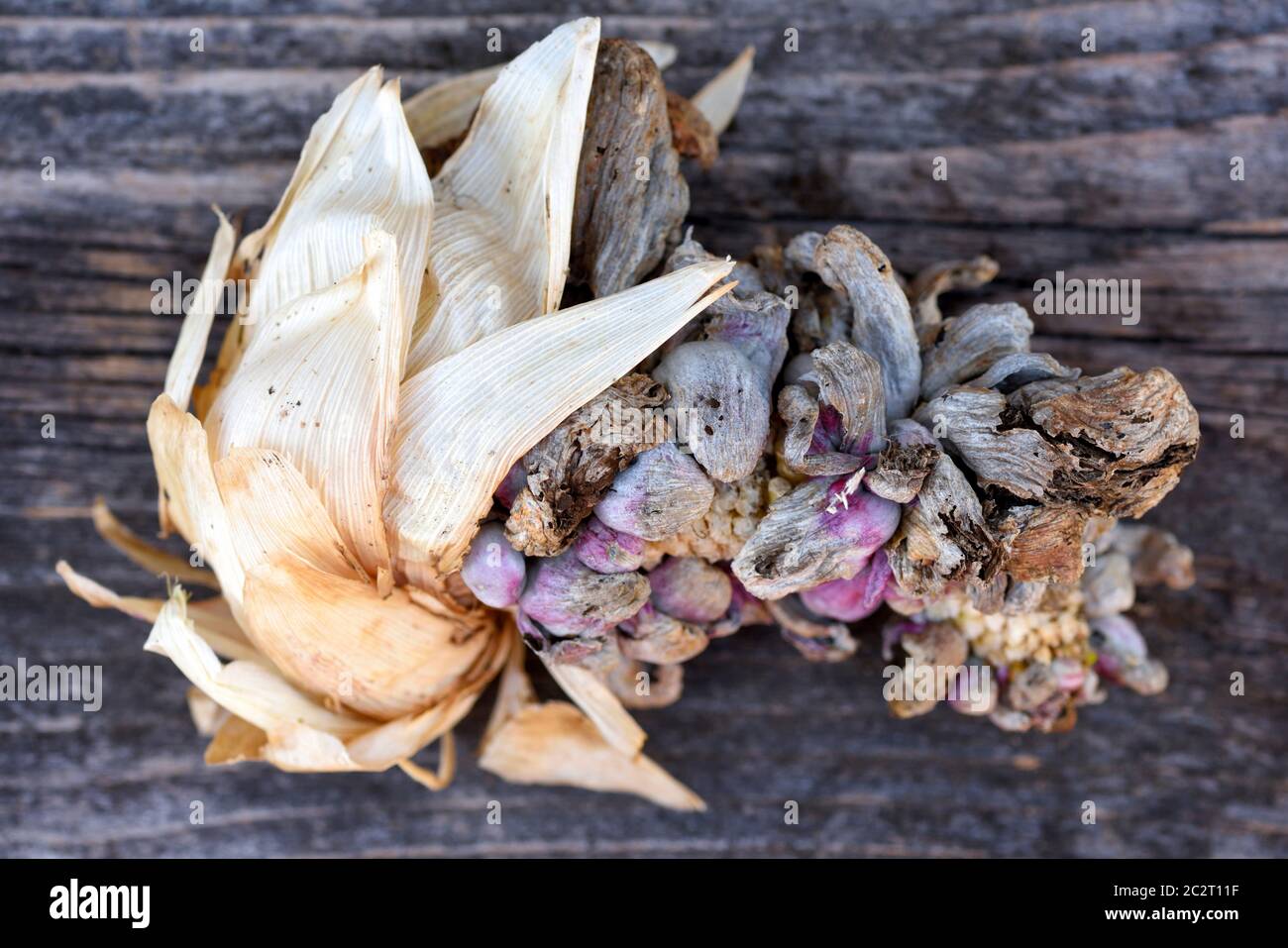 Corn smut (Ustilago zeae Unger). Ustilago maydis disease on corn cob Stock Photo