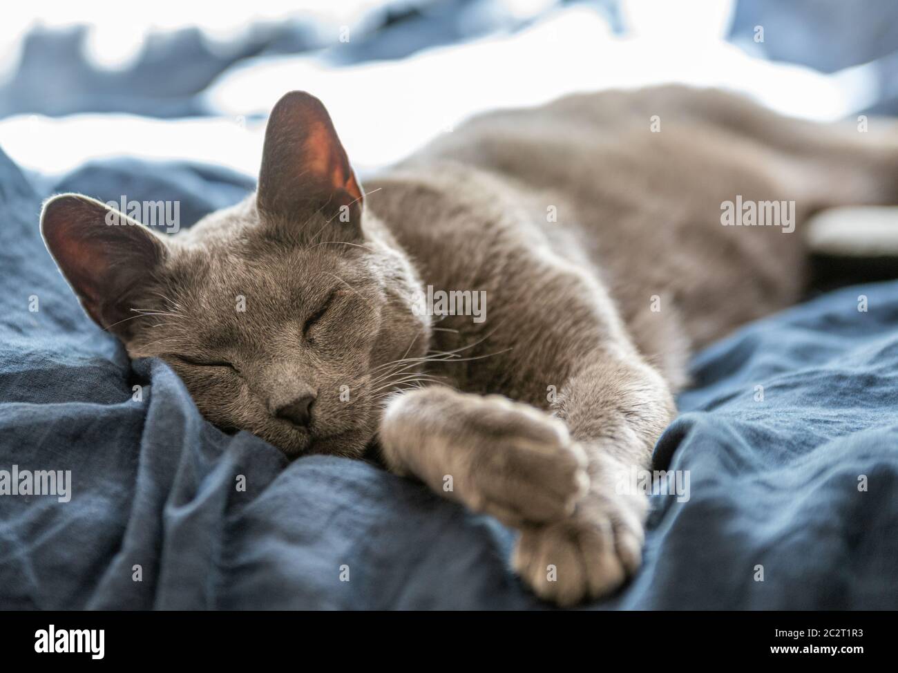 Close-Up of Senior Female Russian Blue Cat Lying Asleep on Blue Bed Stock Photo