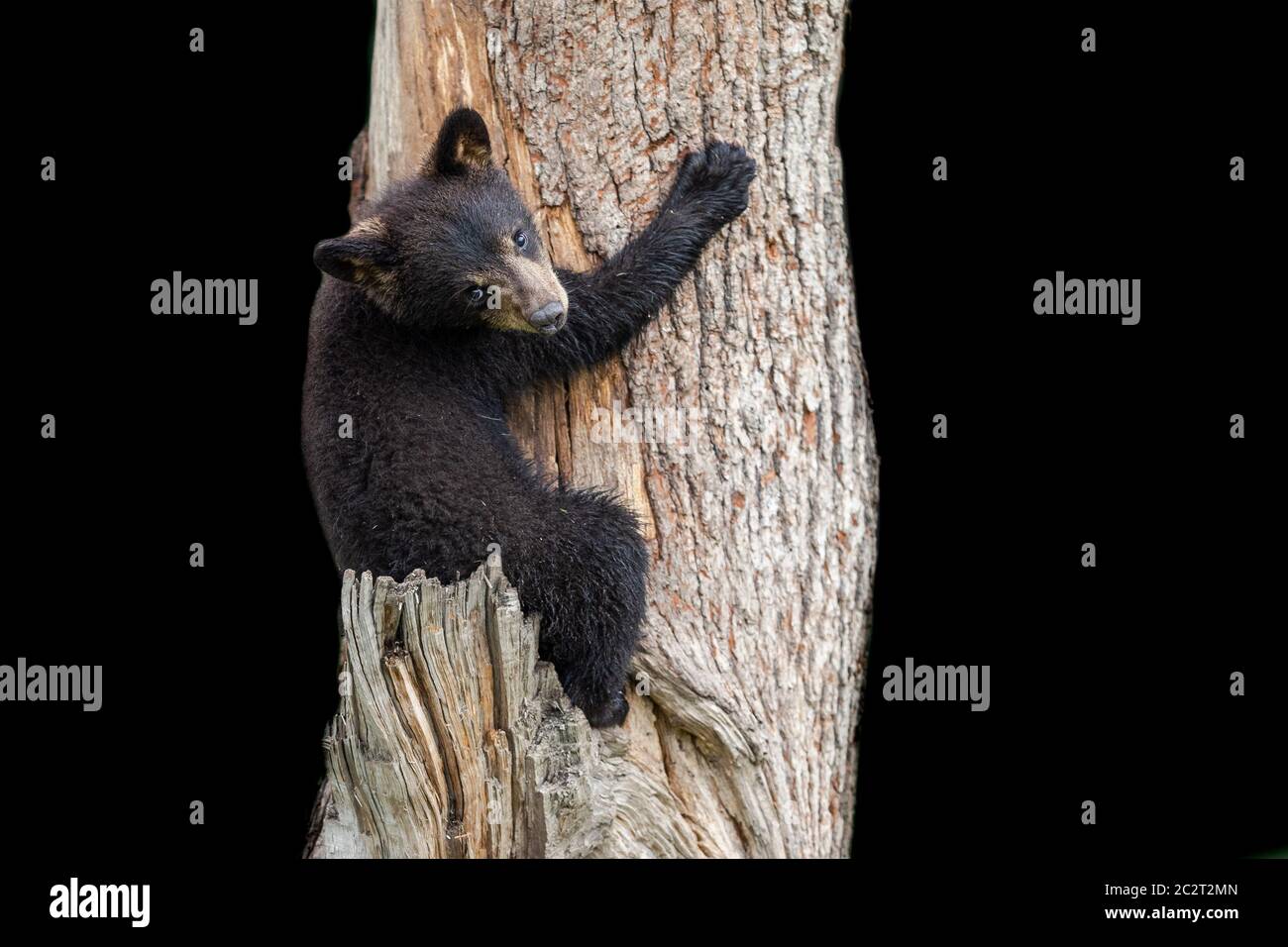 Baby black bear hi-res stock photography and images - Alamy