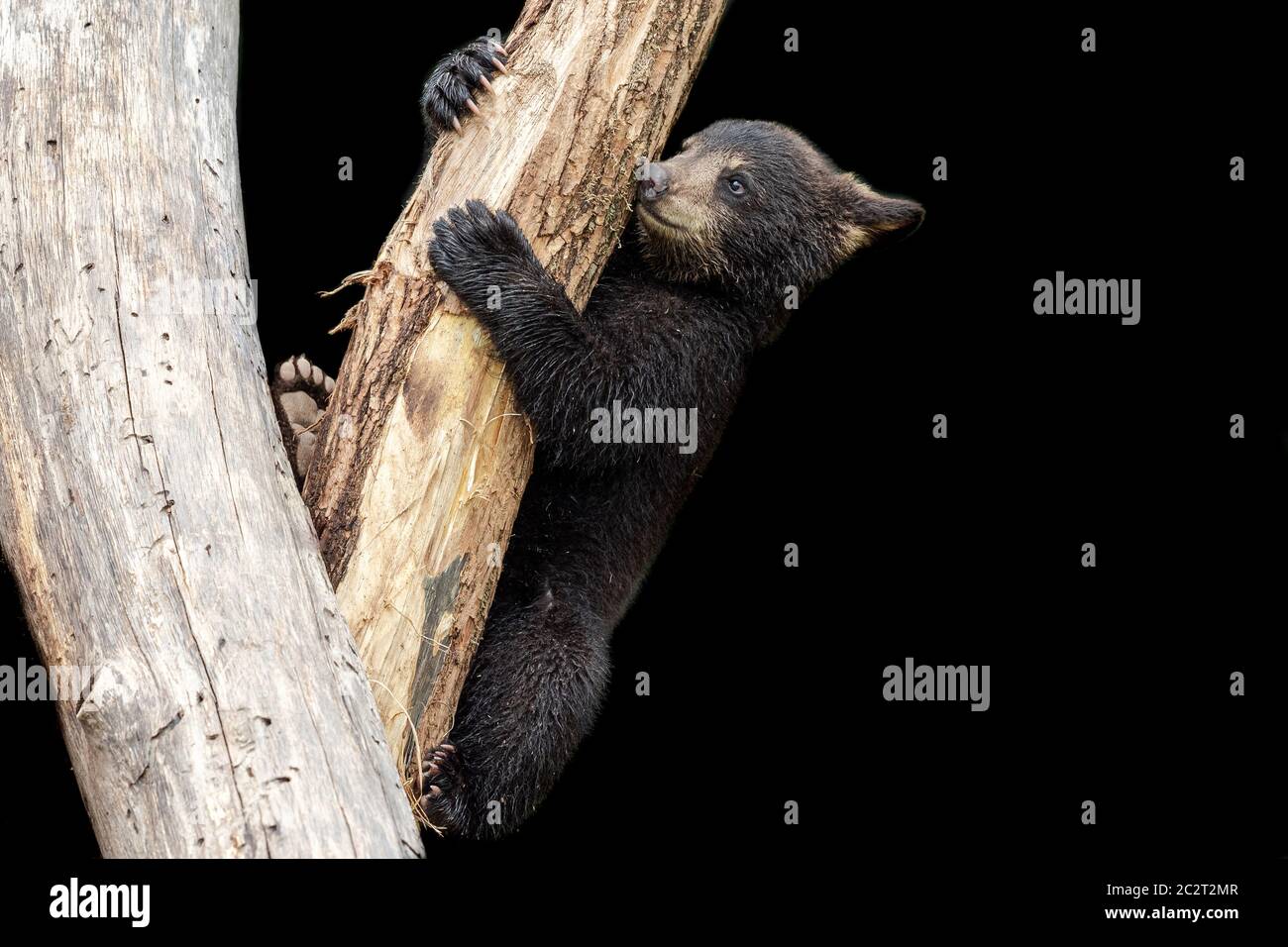 Baby american black bear hi-res stock photography and images - Alamy
